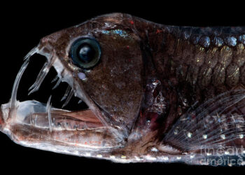 Latest News Brings Deep Sea Discoveries And Sightings Of 2022