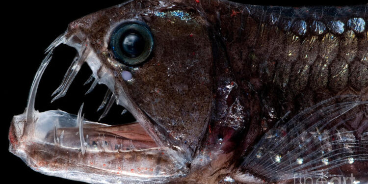 Latest News Brings Deep Sea Discoveries And Sightings Of 2022