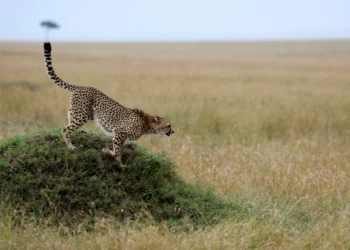 Ambitious genome project :- shows that how humans fit with other mammals