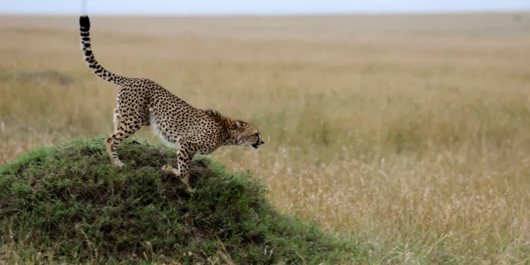 Ambitious genome project :- shows that how humans fit with other mammals