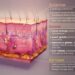 The Skin’s hidden Weapon: Scientists Reveal an Ancient Mechanism for Wound Repair