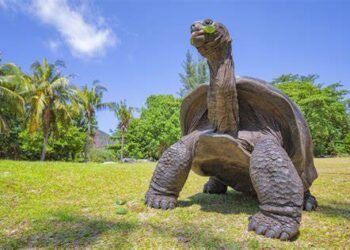 Dying Beauty – Extinct wildlife on Islands Cannot Be Replaced