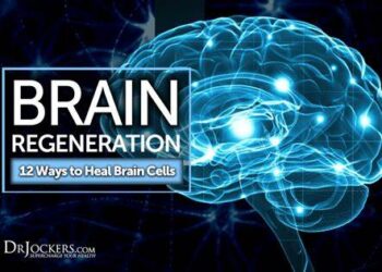 Can the Human Brain Reform by itself? The Mystery of Brain Regeneration