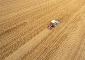 China permits safety of first gene-modified crop