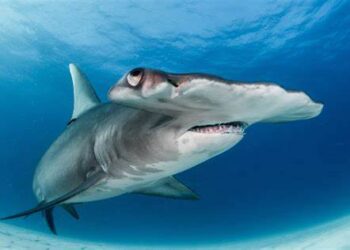 Cold-Blooded Secret of Hammerhead Sharks