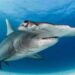 Cold-Blooded Secret of Hammerhead Sharks