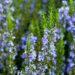 rosemary