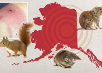 Alaskapox: New Life-taking Virus Discovered